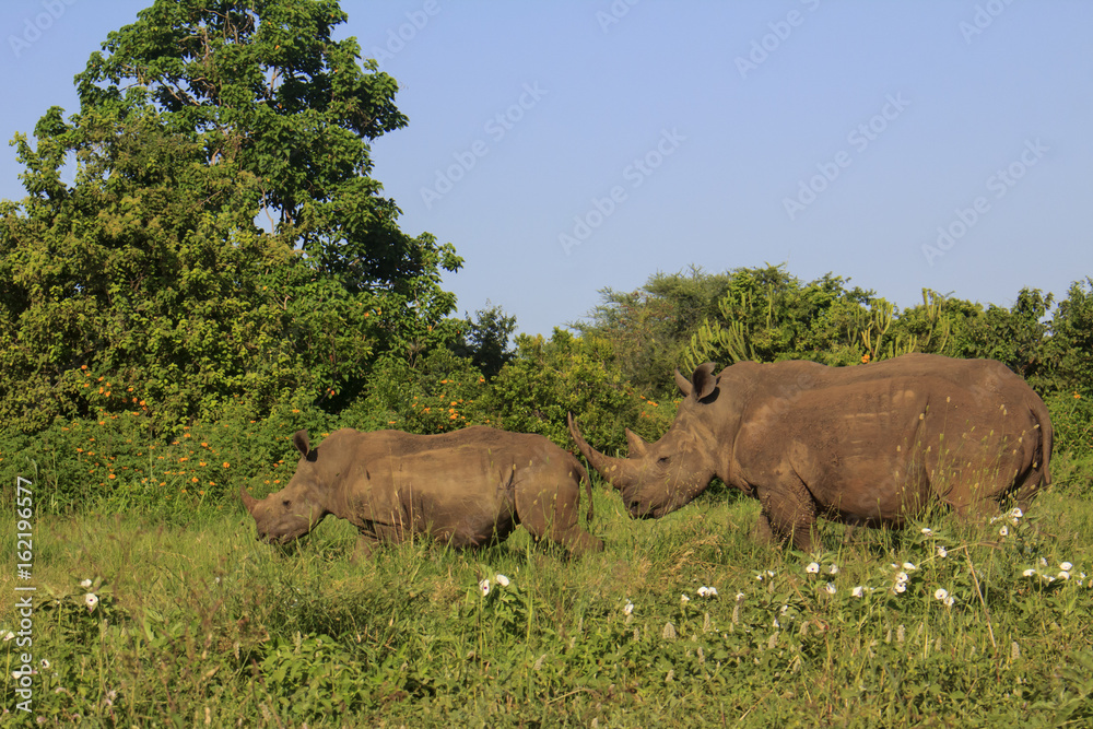 Obraz premium White Rhinos, mother and calf rhinoceros
