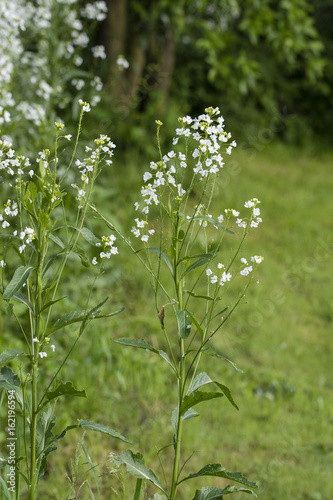 Flower of horseradish in nature.