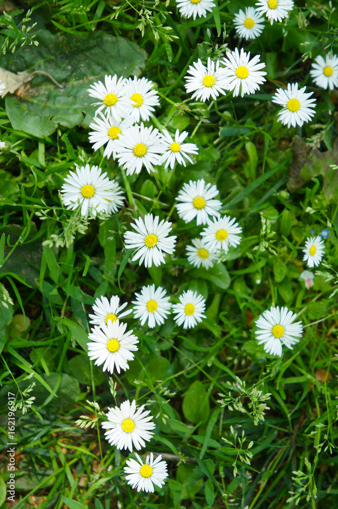 Fototapeta premium White bellis perennis or daisy flowersin green grass vertical