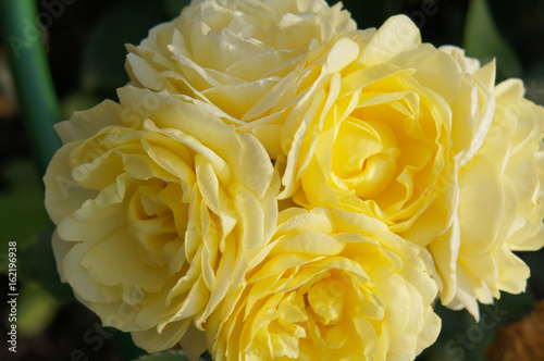 Photography Yellow rose flowers floribunda harkness henrietta barnett