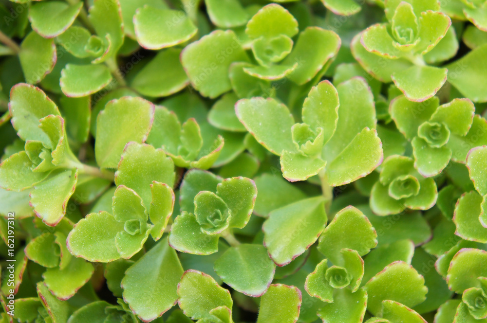 Stonecrop green sedum hybridum immergrunchen plant Stonecrop green sedum hybridum immergrunchen plant