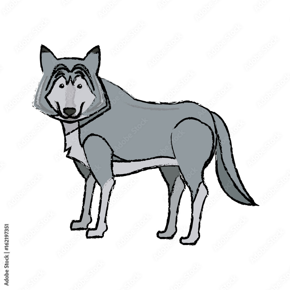 portrait of wolf husky animal wildlife image