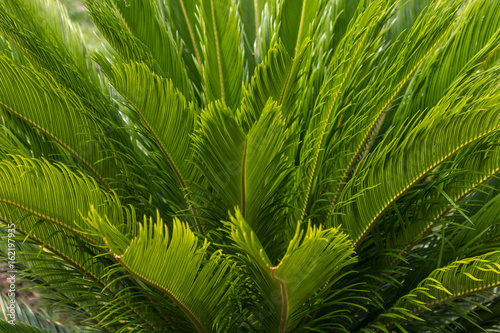 cycas young leaves closeup 