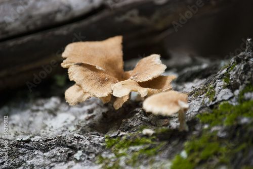 Mushroom on Tree Limb