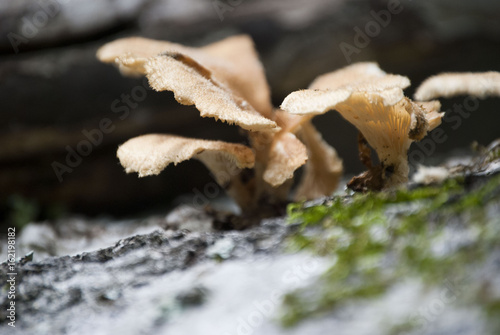 Mushroom