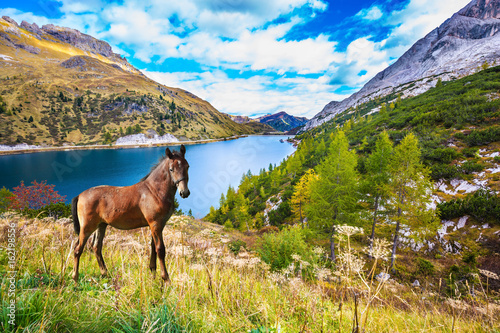 Fototapeta Naklejka Na Ścianę i Meble -  Well-groomed horse