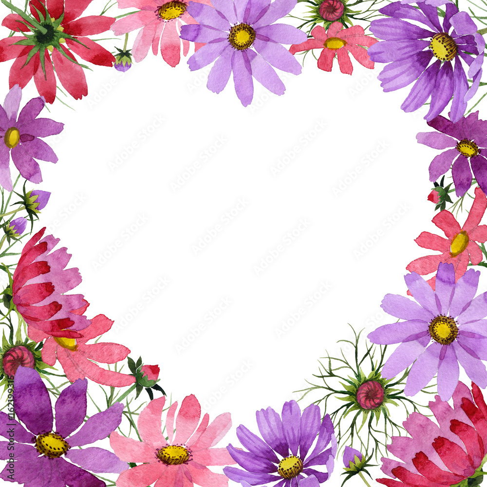 Wildflower kosmeya flower frame in a watercolor style isolated.