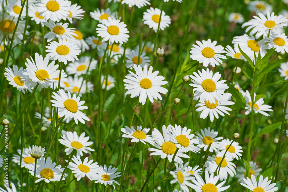 field of daisies