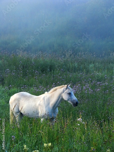 Horse at Summer Morning
