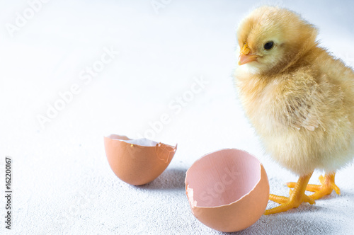 The hatched chicken and egg shell on a white background