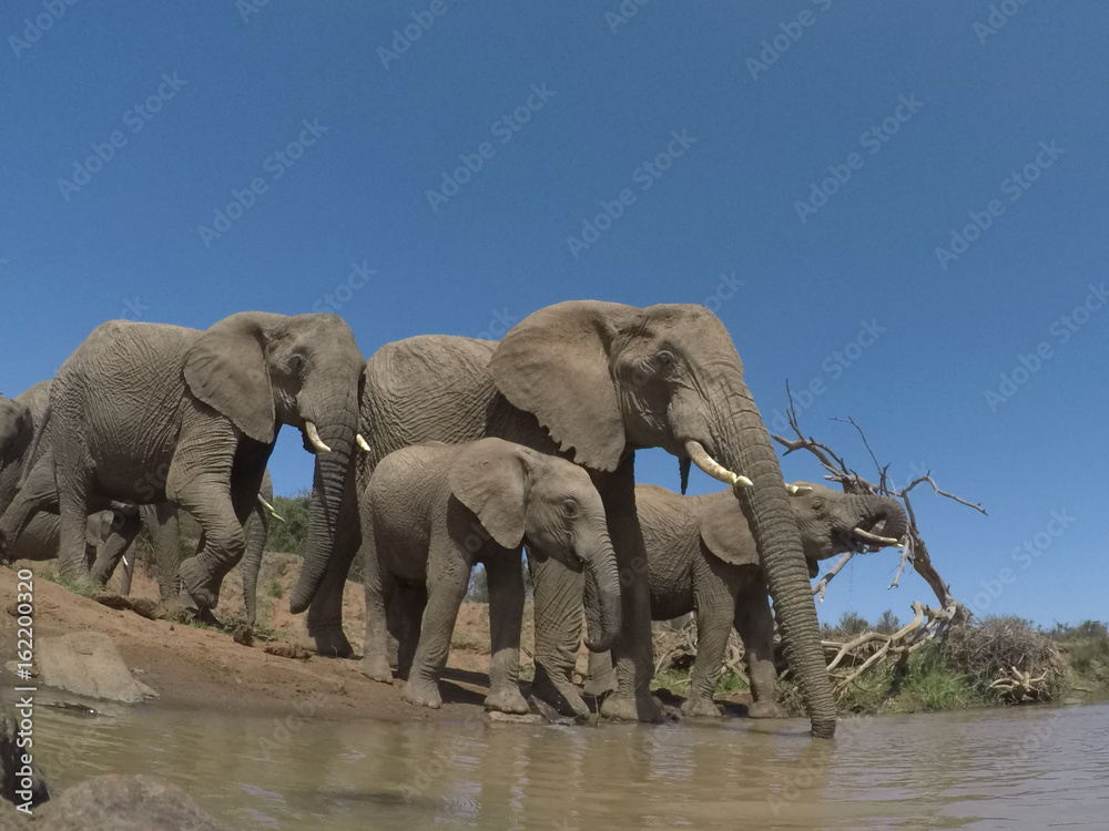 Fototapeta premium African Elephant. Herd of Elephants drink a river