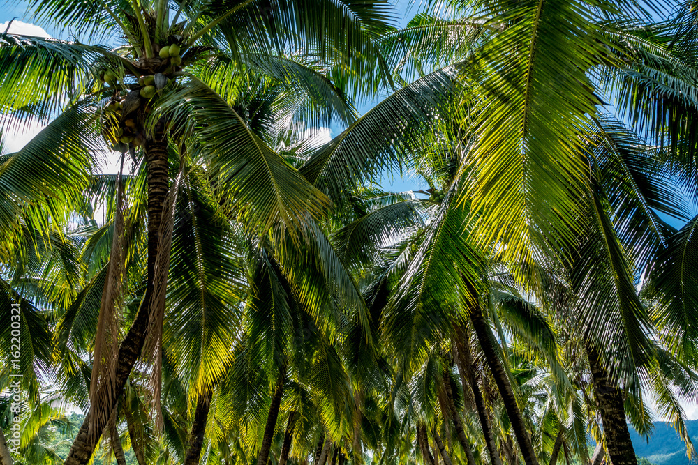 Fototapeta premium Green Coconut trees