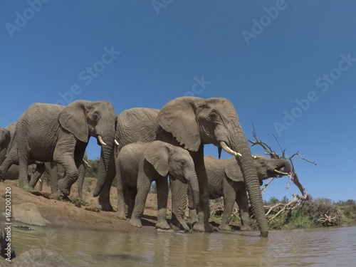 African Elephant. Herd of Elephants drink a river