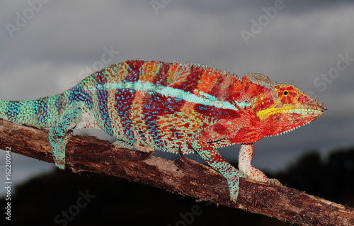 Furcifer pardalis photo