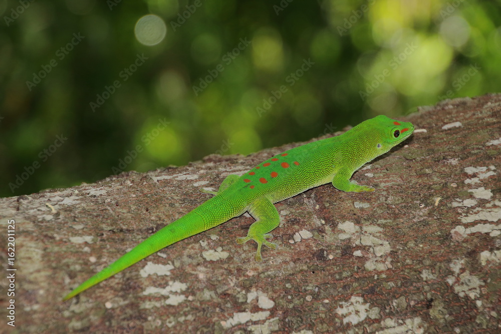 Phelsuma grandis Phelsuma grandis