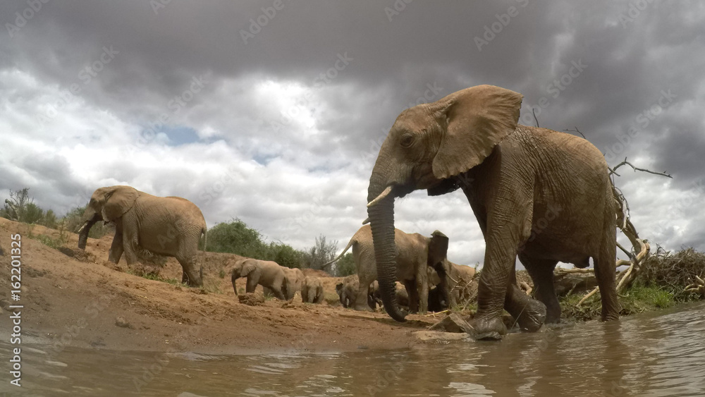 Obraz premium African Elephants drinking at river