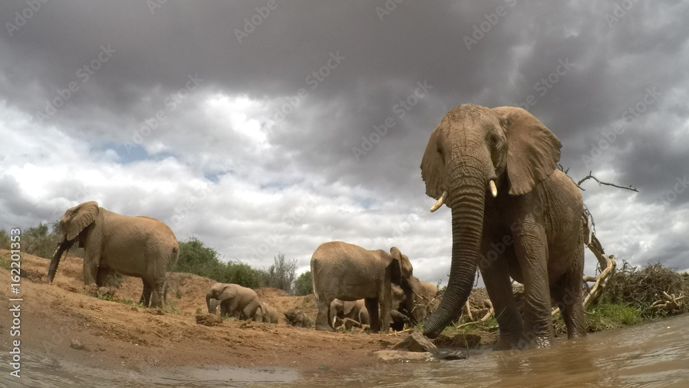 Fototapeta premium African Elephants drinking at river