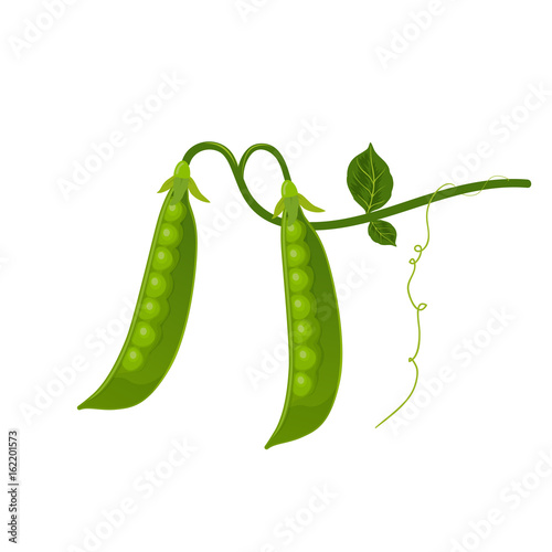 Vector Green Pea