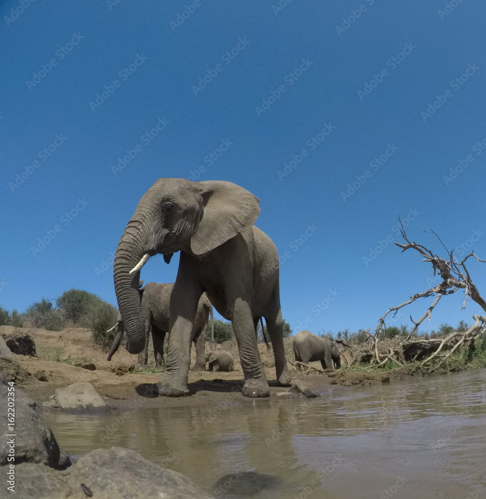 Obraz premium African Elephants drinking at river