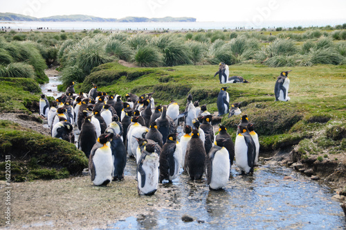 King Penguins on Salisbury plains