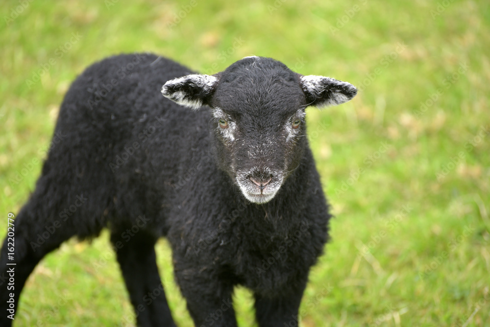 Black lamb in Great Langdale, English Lake District Black lamb in Great Langdale, English Lake District