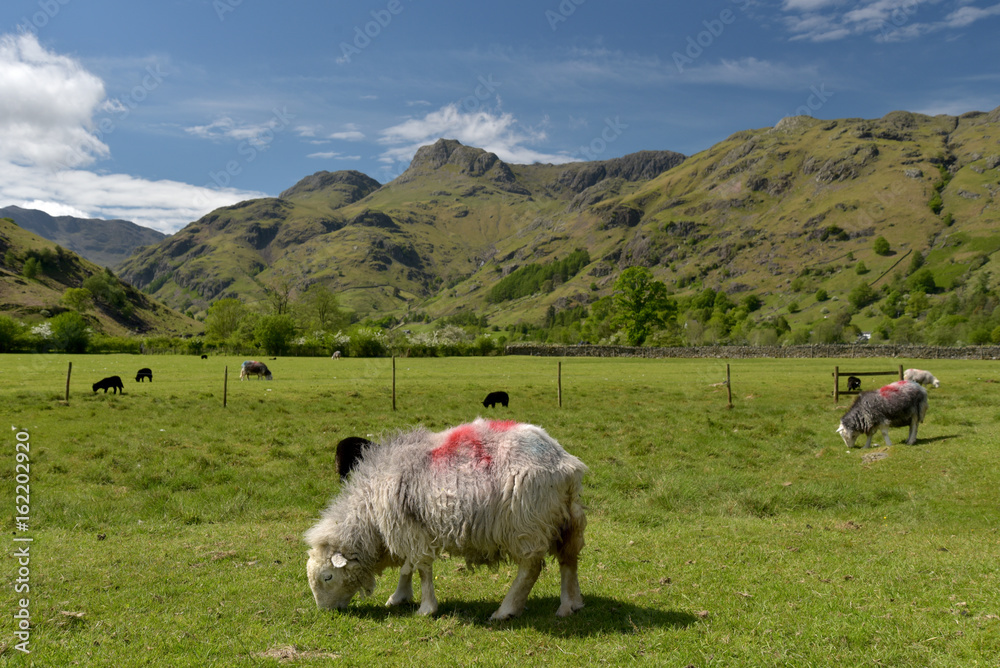 Obraz premium Sheep in Great Langdale, English Lake District