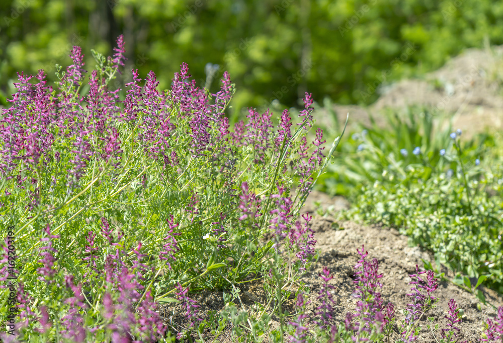 Obraz premium wild flowers closeup