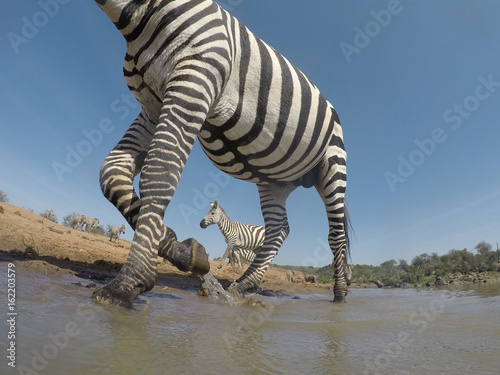 Zebra drinking at river