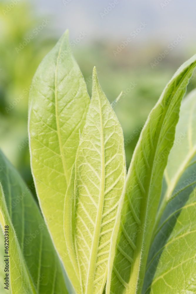 Nicotiana tabacum herbaceous plant Nicotiana tabacum herbaceous plant