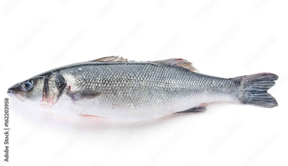 Fresh perch fish isolated on white background. Ready for cooking. Fresh perch fish isolated on white background. Ready for cooking.