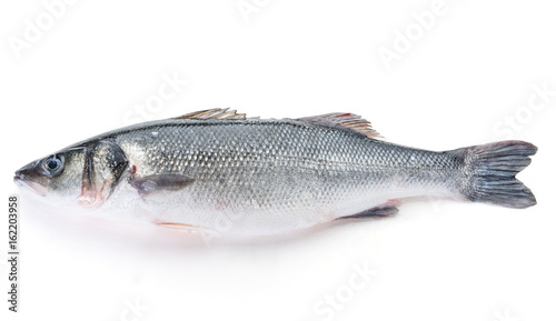 Fresh perch fish isolated on white background. Ready for cooking.