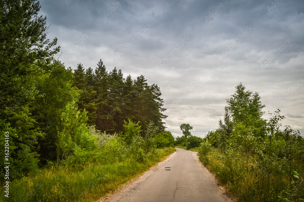 Coniferous forest against the sky