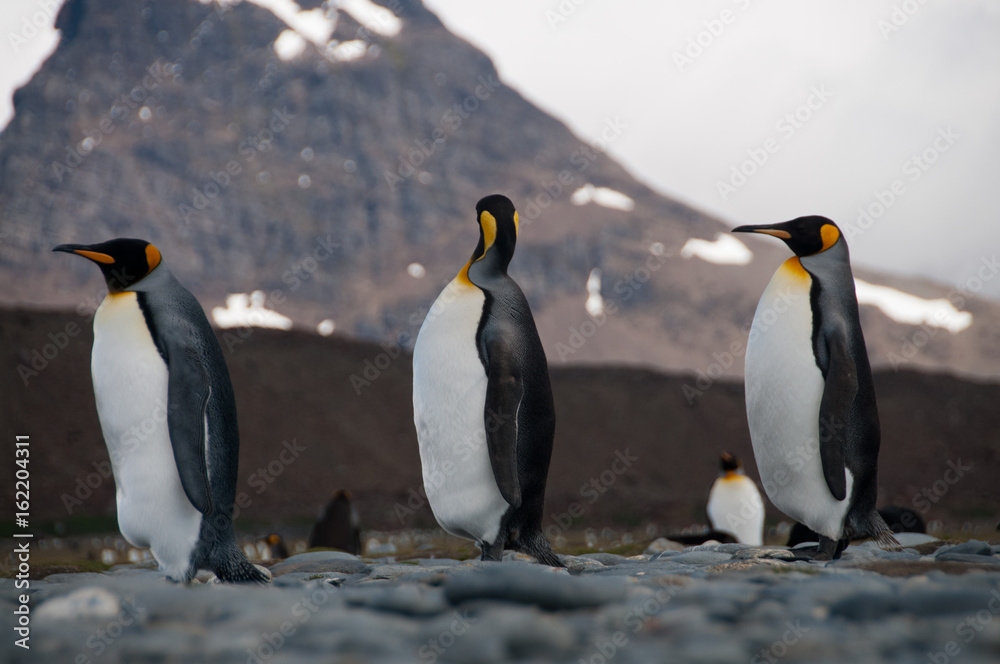Obraz premium King Penguins on Salisbury plains
