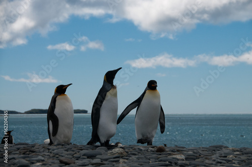 King Penguins on Salisbury plains