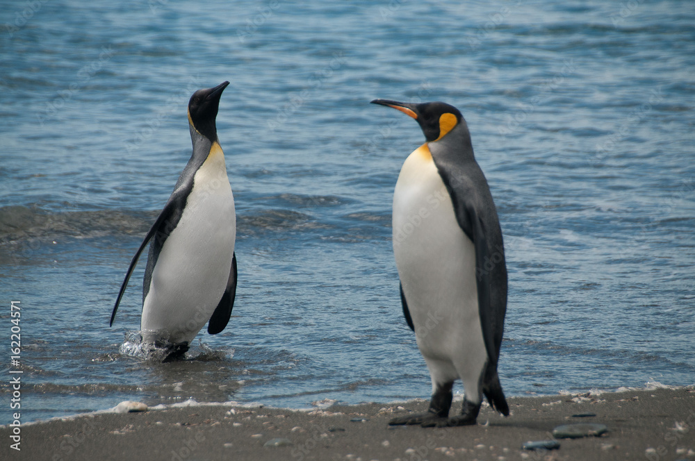 Fototapeta premium King Penguins on Salisbury plains