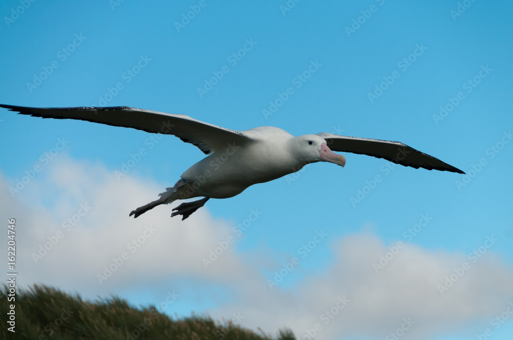 Obraz premium Wandering Albatross in Flight