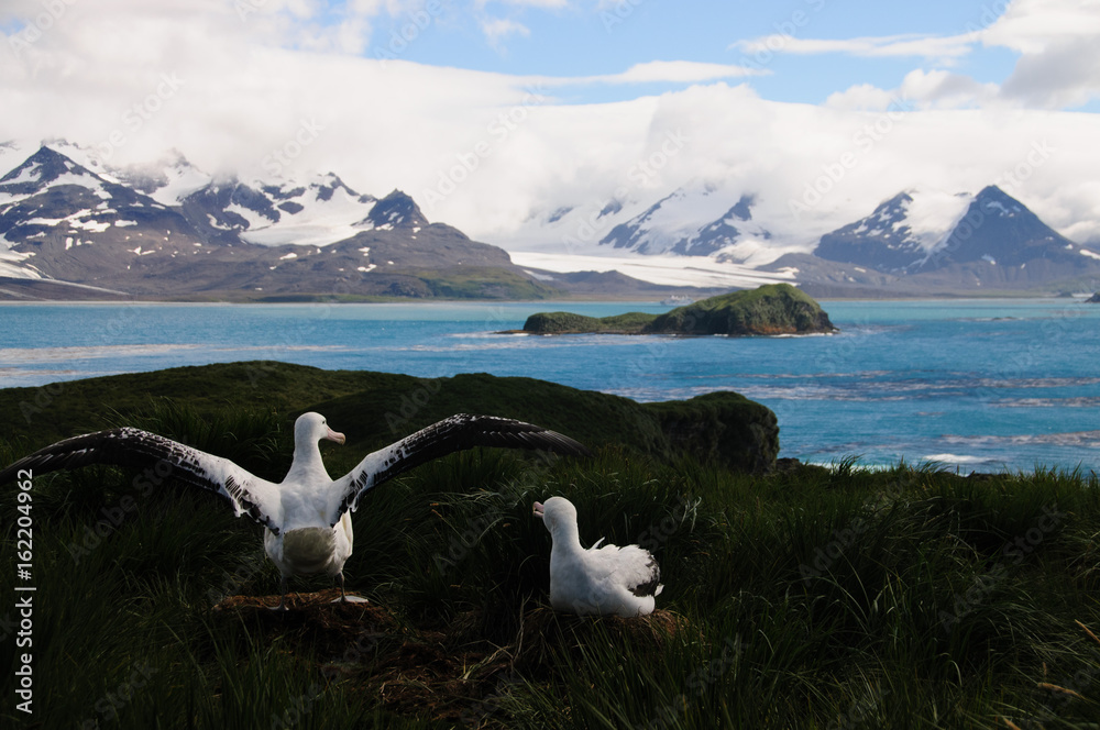 Wandering Albatross Couple raising wings. Wandering Albatross Couple raising wings.