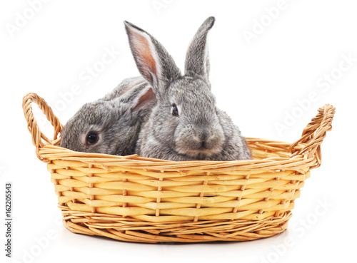 Little bunnies in a basket.