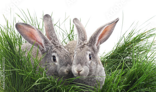 Grey rabbits. © voren1