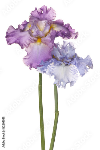 Fototapeta Naklejka Na Ścianę i Meble -  iris flowers isolated
