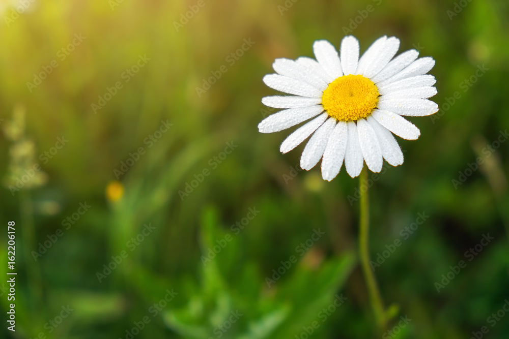 Fototapeta premium Closeup photo of a chamomile flower. Lonely daisy during sunset