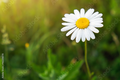 Fototapeta Naklejka Na Ścianę i Meble -  Closeup photo of a chamomile flower. Lonely daisy during sunset