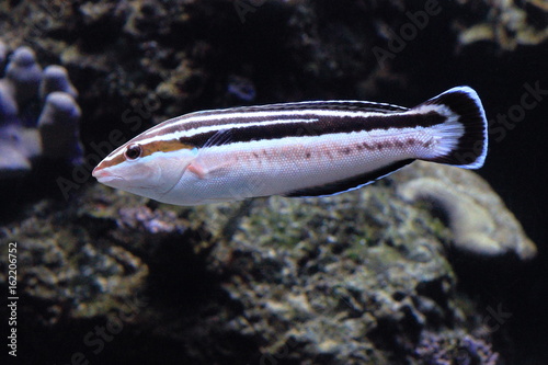 YELLOWSTRIPE CORIS, Female (Coris flavovittata) photo