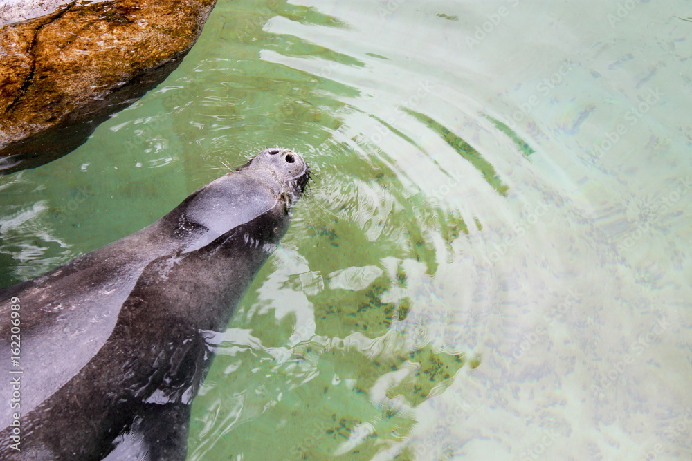 Fototapeta premium Honolulu, Hawaii, USA - May 28, 2016: Close up image of a Hawaiian Monk Seal at the Waikiki Aquarium.