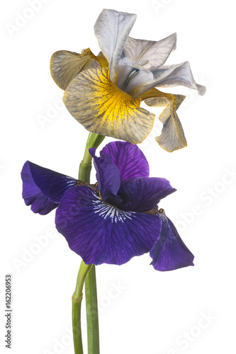 Fototapeta Naklejka Na Ścianę i Meble -  iris flowers isolated