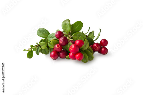 Wild Cowberry with leaves 