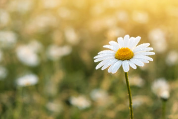 Papier peint photo Marguerites Camomille solitaire au coucher du soleil  © es0lex