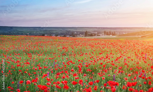 Field with red poppies, colorful flowers against the sunset sky