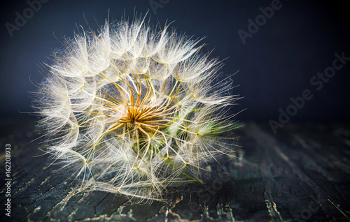 Fototapeta Naklejka Na Ścianę i Meble -  Dandelion dried had ready to fly on summer wind