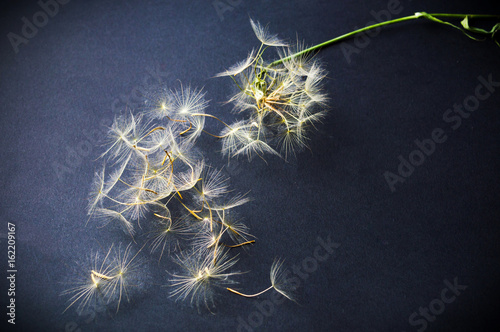 Fototapeta Naklejka Na Ścianę i Meble -  Dried dandelion head against black background
